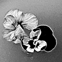 Le Mox - Ritual of bs