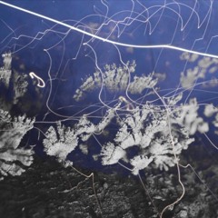 PREMIERE: Agustin V - Mycelium [Auom Records]