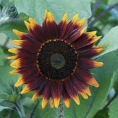 Burn (Prod. by Bryce Harper)