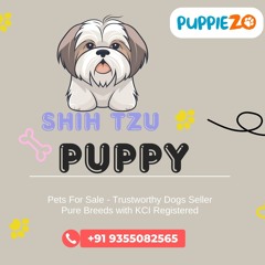 Shih Tzu Puppy Price : A Comprehensive Guide to Price, Health, and Happiness