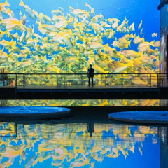 Bassins des Lumières - Océans (Nouvelle experience immersive)