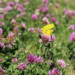 What to Do If I Don't Trust Myself? - Q&A with Soryu Forall