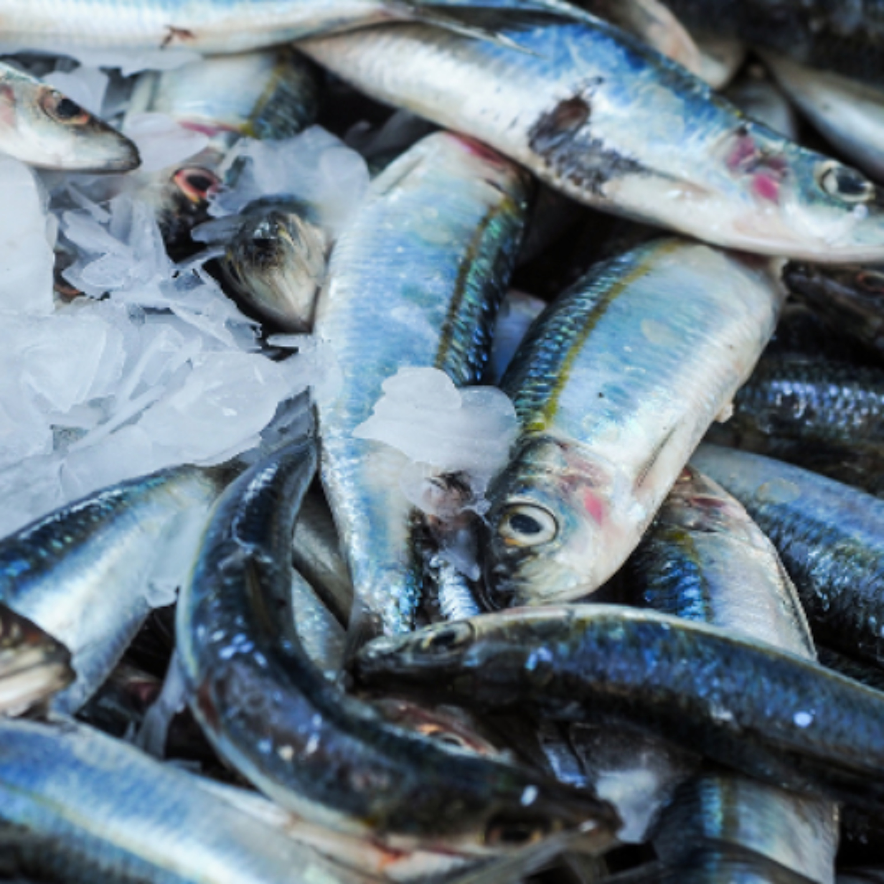 Ireland's Fishing Quotas Could Cost €105 Million