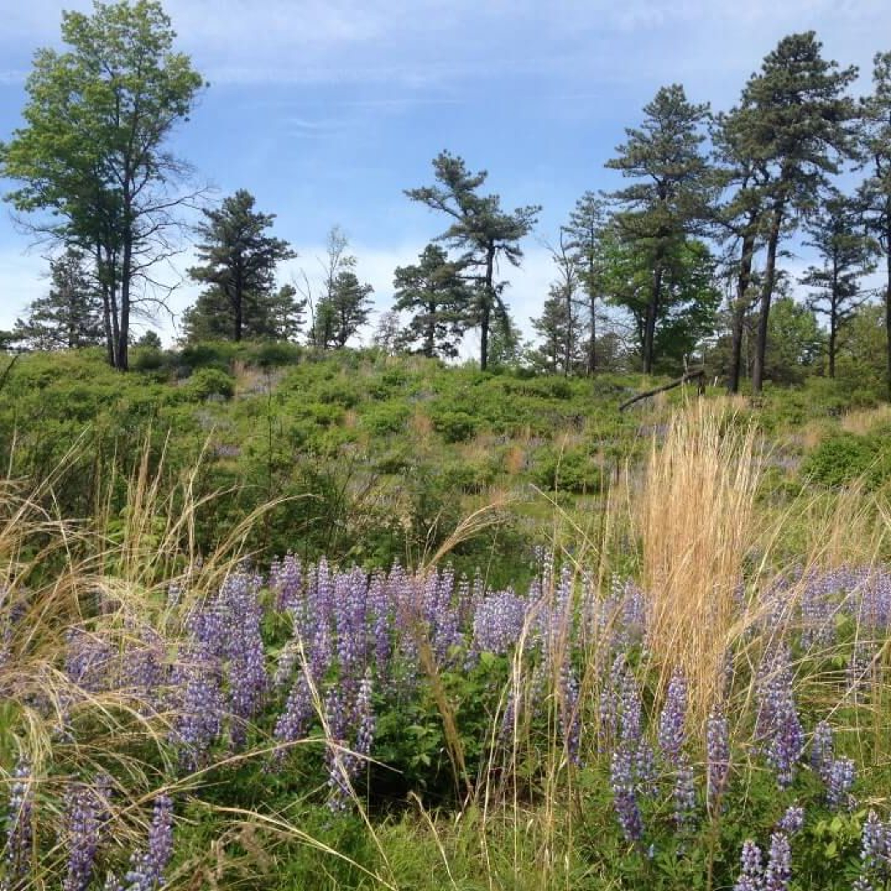 The Valuable Ecosystem of the Albany Pine Bush Preserve episode artwork