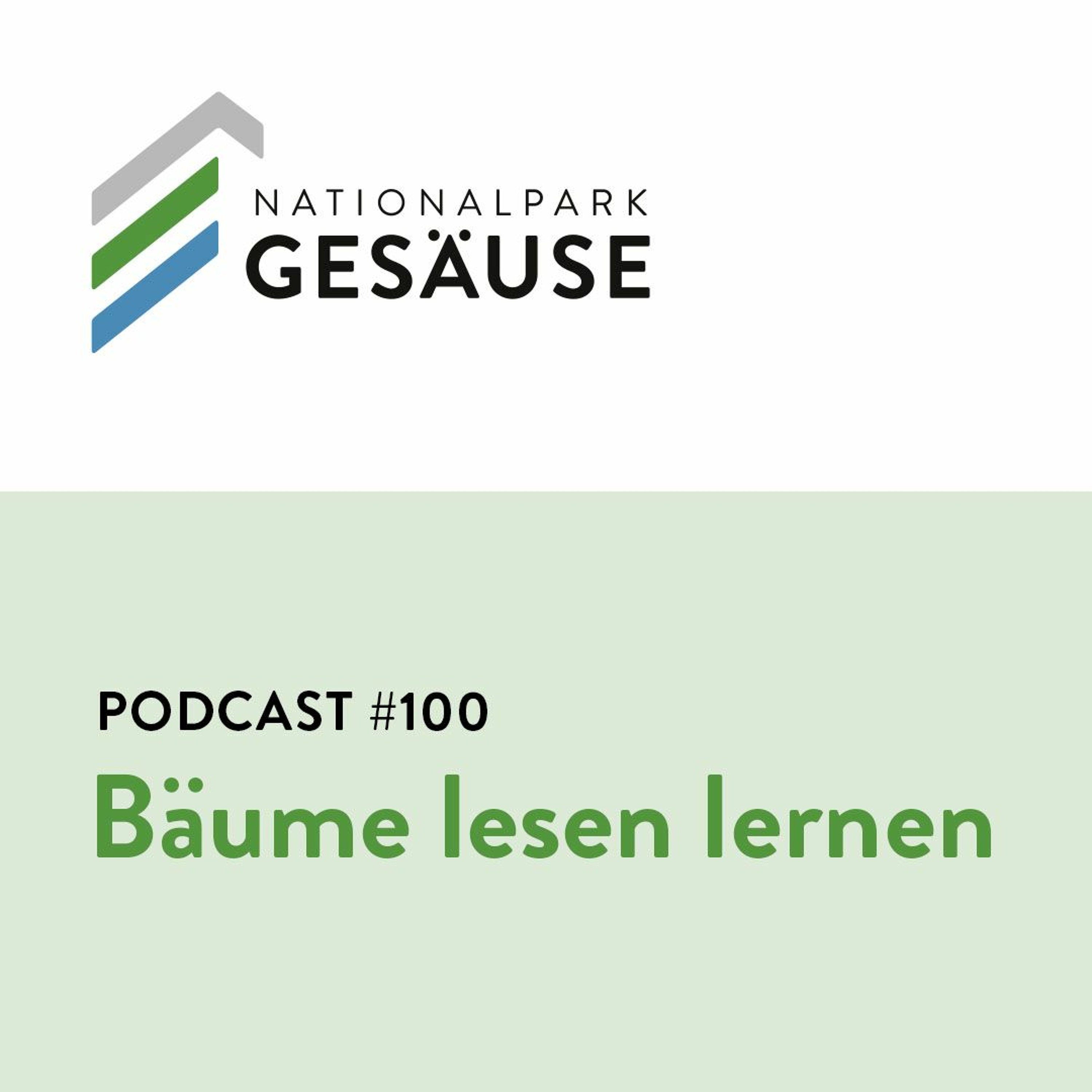 Podcast #100 - Bäume Lesen Lernen episode artwork