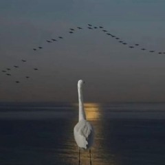 Bird on a wire.. Charlie DJ 2nd Sun recordings wav.
