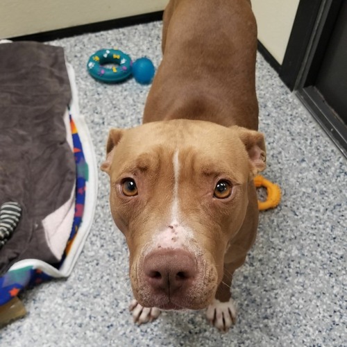 Stream episode Sit Stay Listen Andrea Blair Trends at Animal