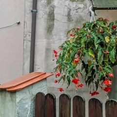 kwiat patusu- liście jesienne (prod.cartel b3atz)