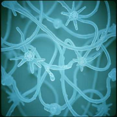 COLD VEINS