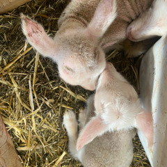 Sheep at Lamont Farm