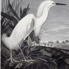 Mix 14: sounds of the great white egret