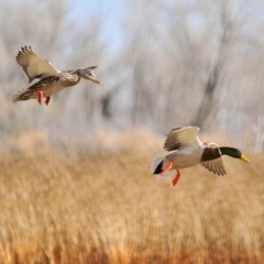 Migratory birds threatened by light pollution