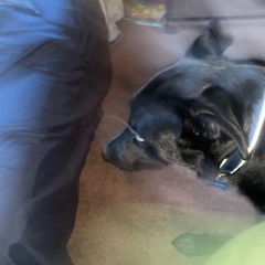 scrappydoo