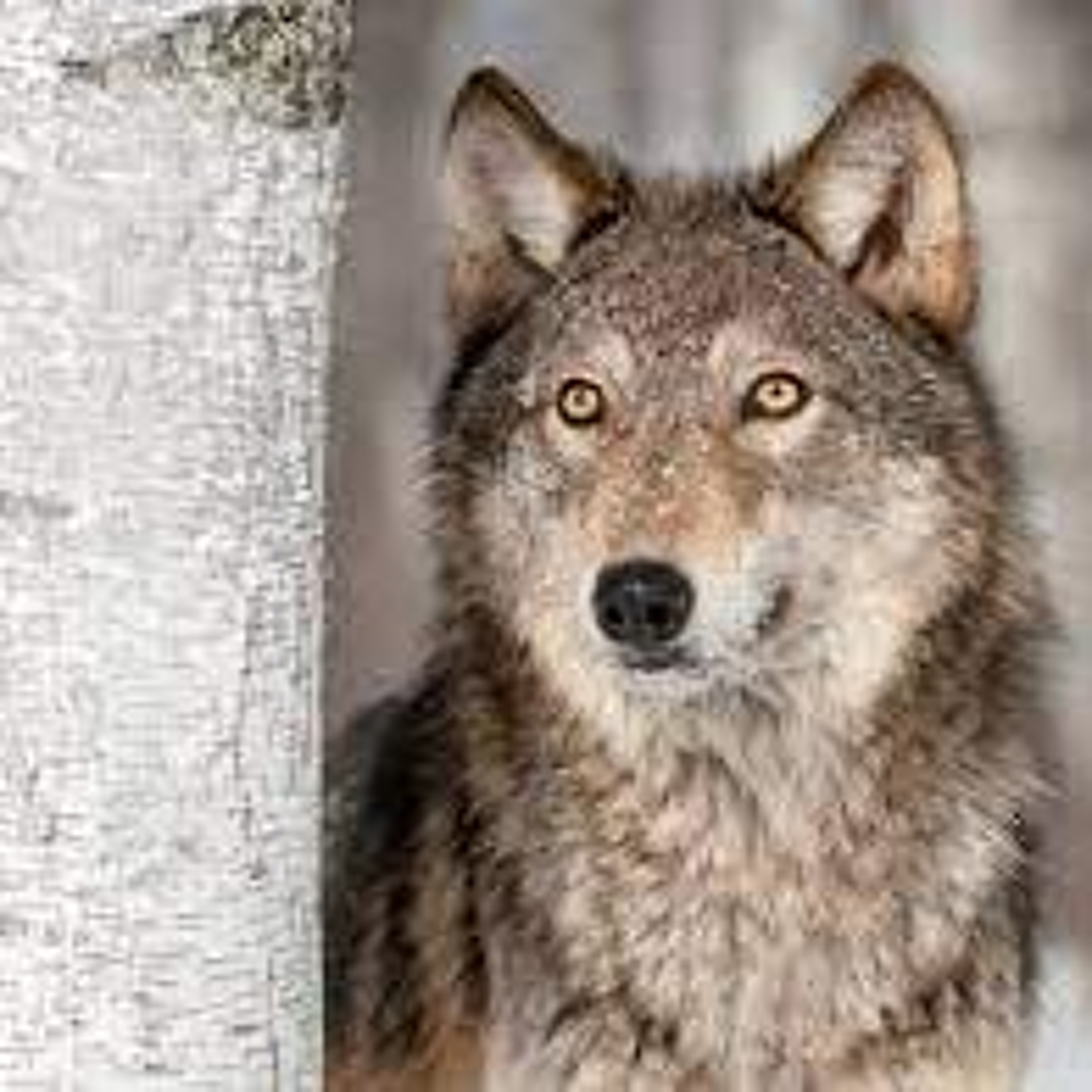 April 26 | Wyoming gray wolf count stable, Real estate market continues escalating episode artwork