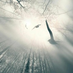 Редкая птица