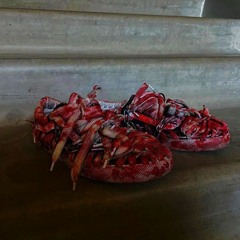 ANTIFUCKBOY, Tarashka - bloodshoes SPEED UP