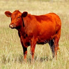 vache rouge Prod by Beats by Taz