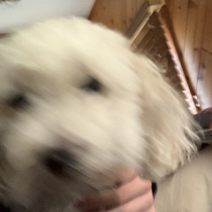 c# major freestyle no1