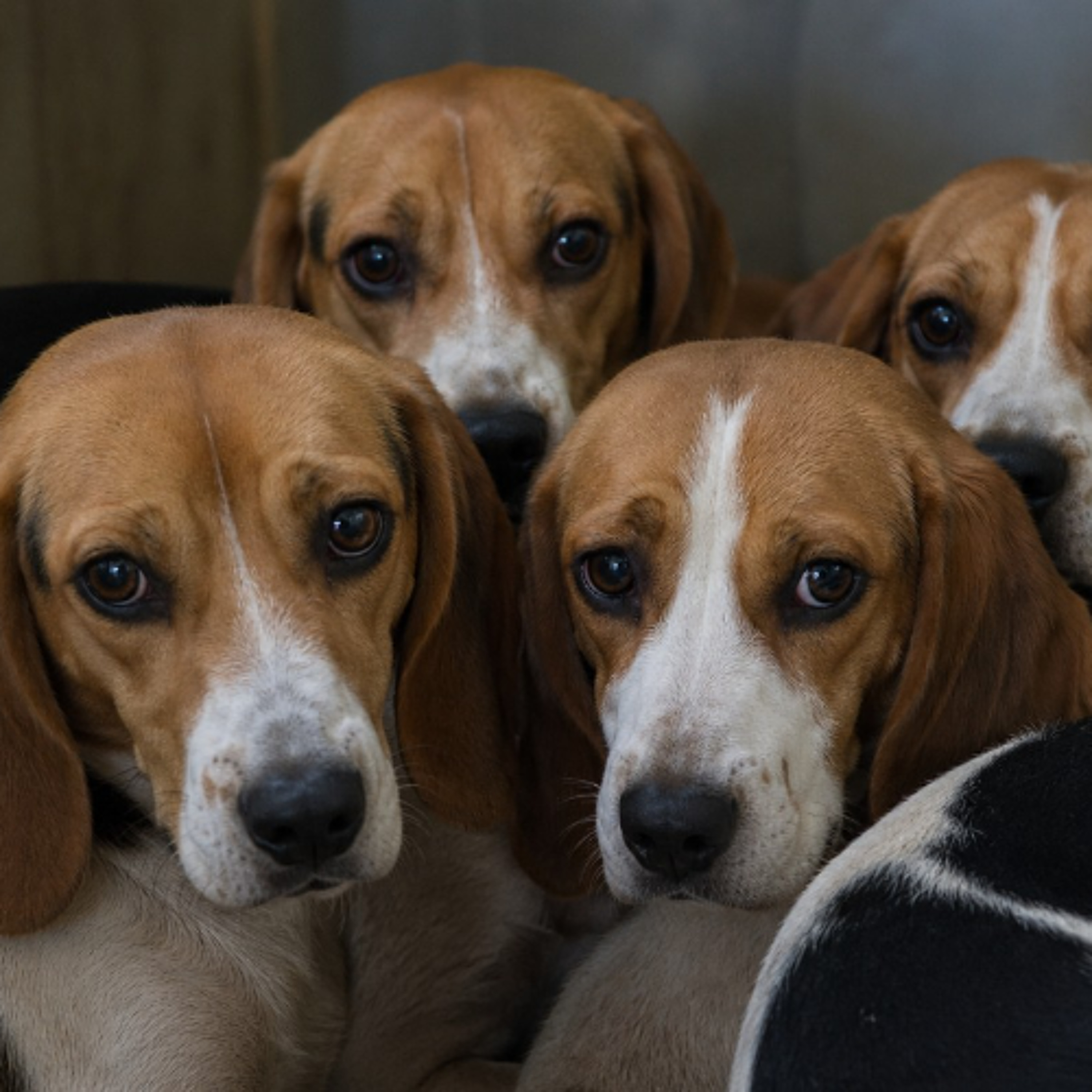 UW investigation finds no major infractions for animal rights group