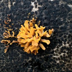 Bota a Cara no Sol ☀️