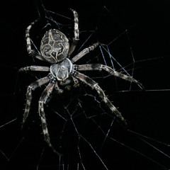 CLUELESS!? ☆ p.dontcrysloan