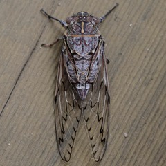 Cicadas: razor grinders