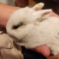 luna (love note) FASH prjt