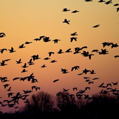 αποδομητικά πουλιά | Mala Vita  Ukulele cover