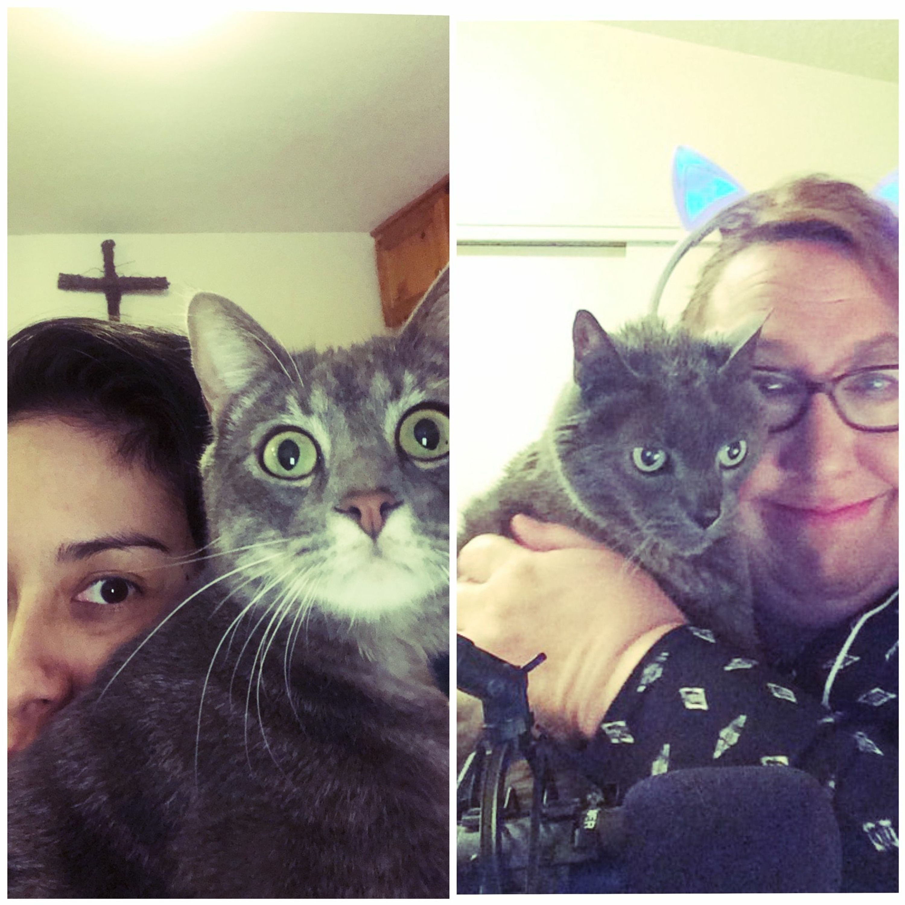 The Bodega Cats Podcast