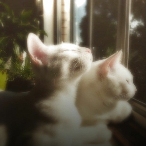 Stream high by the beach-lana del rey by amina | Listen online for free ...