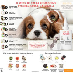Best Dog Eye Conjunctivitis Treatment Reviews
