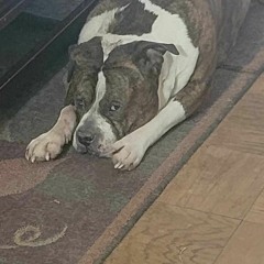 Would you believe it if i told u (p. AW33BA)