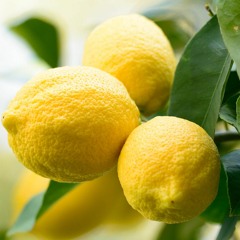 Lennyster - Leckere Zitrone