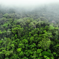 Jungle rain - Rainforest soundscape