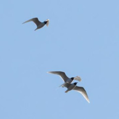 Mediterranean Gull flight calls