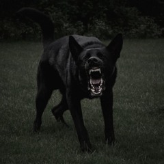 Black dog