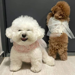 fuck dark feat. vanta