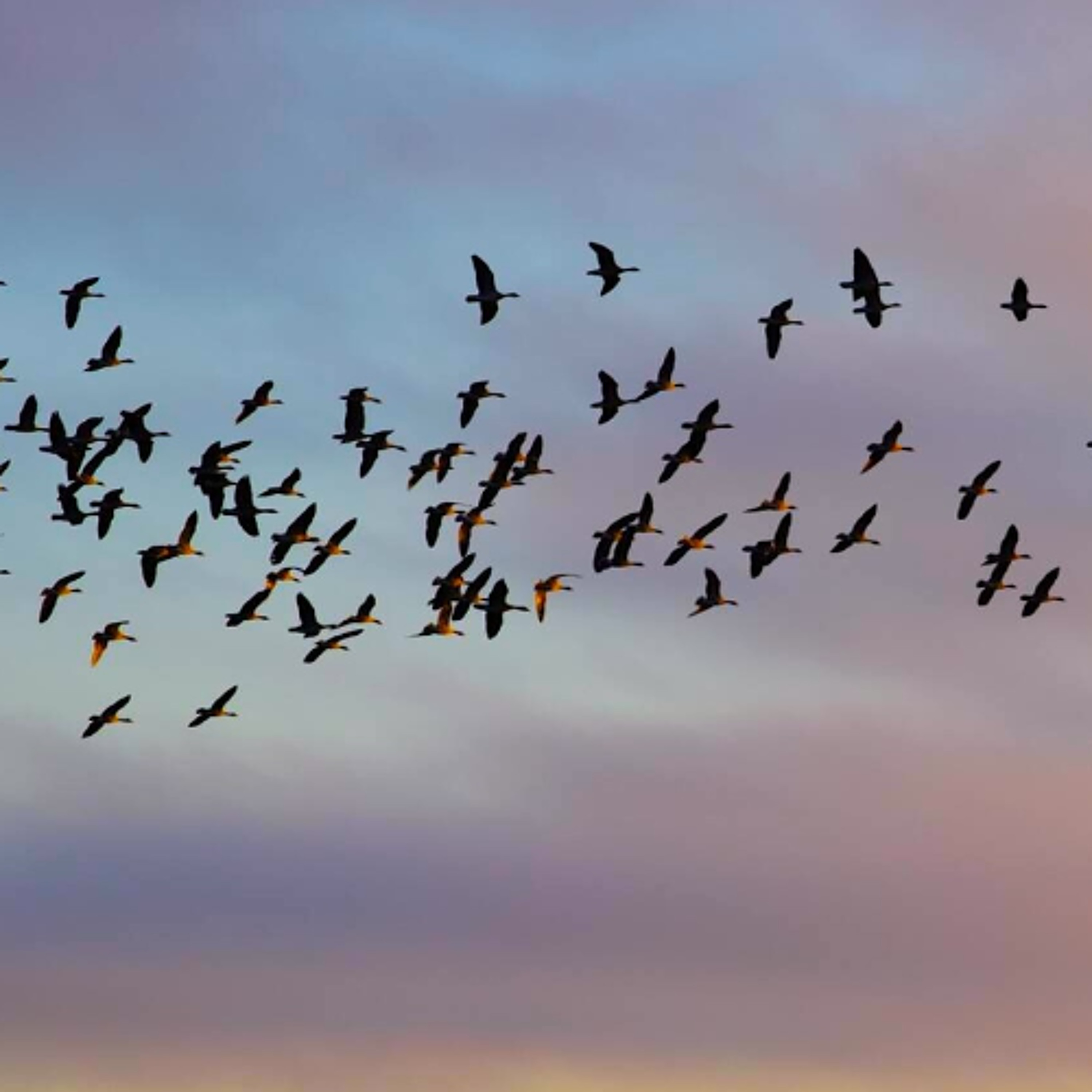 Even Higher than Angels (Rabbi Sacks on Vayera, Covenant & Conversation)