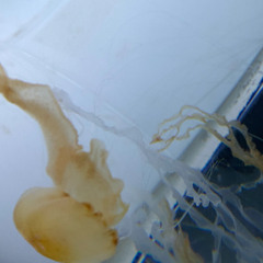 intelligent udvikling