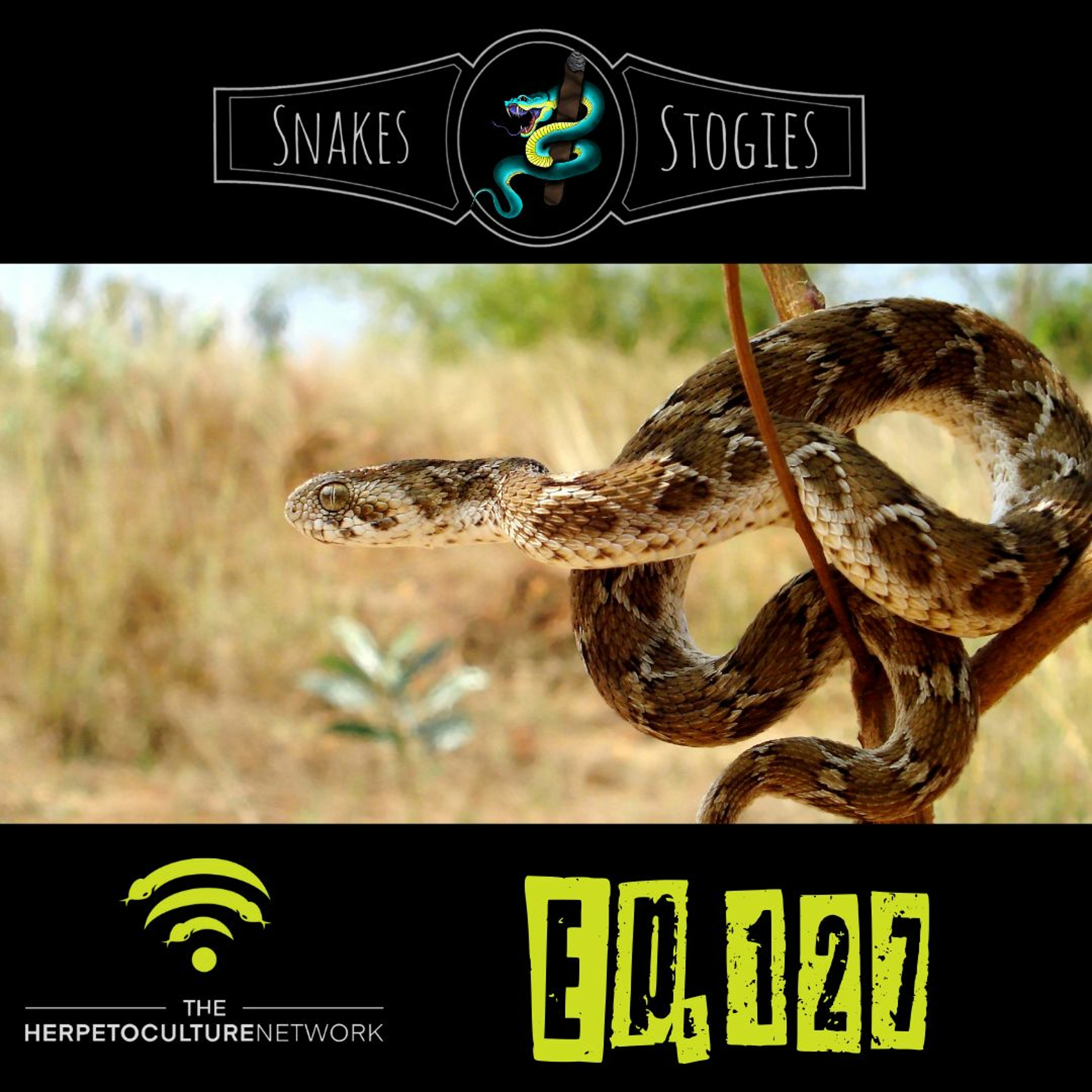 Snakes & Stogies Ep. 127 - Puget Sound Pythons