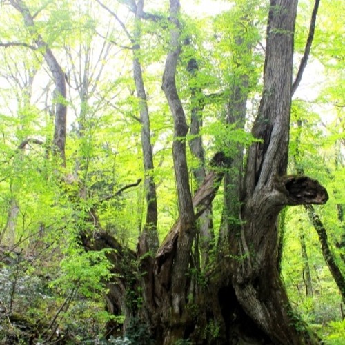 The Highland Forest