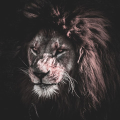 Unleashed