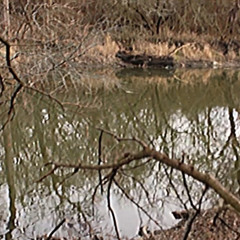 43 ft. v3nn (sh1nky)