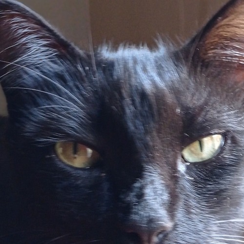 Staccat