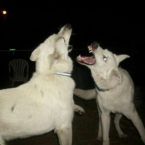 Dog themed best sale songs