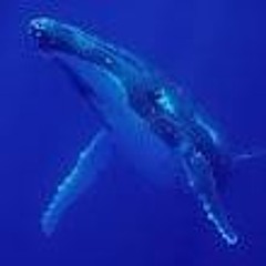 Deep Excursions mix 2024