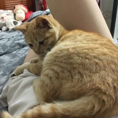 5in1 Yêu Thương Nhau Gì Đâu - B Nguyen Mix