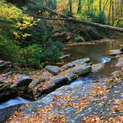 Leaves On A Stream - A Mindfulness Exercise