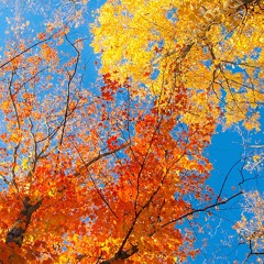 obsessed (Prod. straightupbeats)