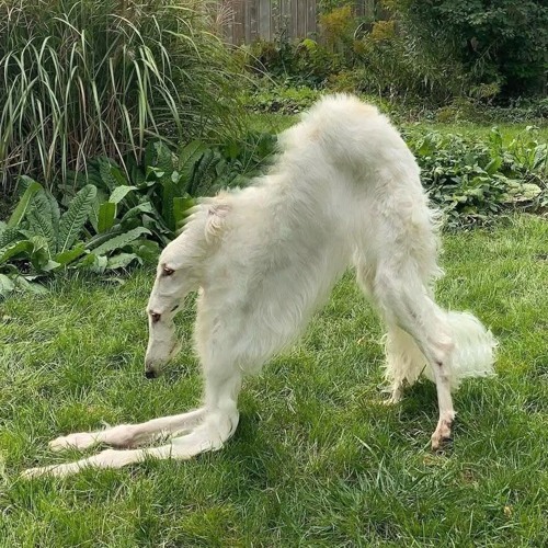 spaz out +daikyu +00sev (jasey + hidy)